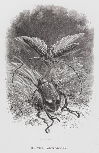Insekten: Mikroskopet (gravyr) av Hector Giacomelli