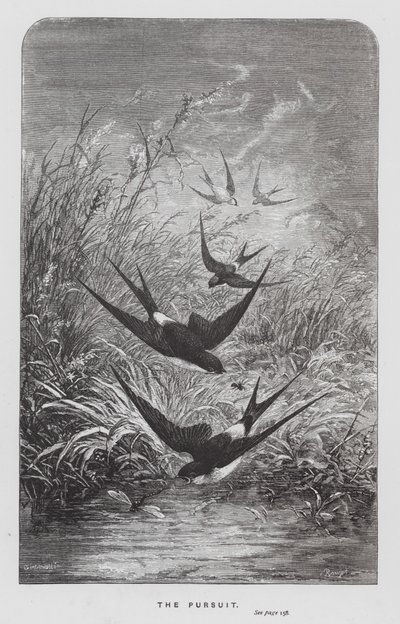 The Insect: The Pursuit (gravyr) av Hector Giacomelli