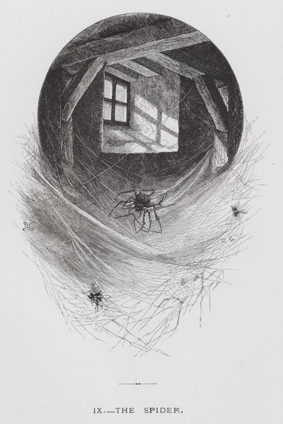 Insekten: Spindeln (gravyr) av Hector Giacomelli