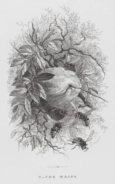 Insekten: getingarna (gravyr) av Hector Giacomelli