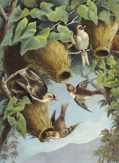 Weaver Bird (chromolitho) av Hector Giacomelli