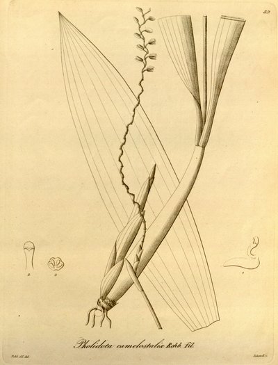 Illustration av Pholiota camelostalix av Heinrich Gustav Reichenbach