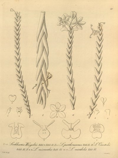 Lockhartia - Xenia vol 1 (1858) fig 40 av Heinrich Gustav Reichenbach