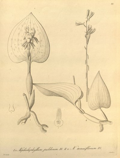Den här filen kommer från Biodiversity Heritage Library och är tillgänglig online på biodiversitylibrary.org/page/696488 av Heinrich Gustav Reichenbach