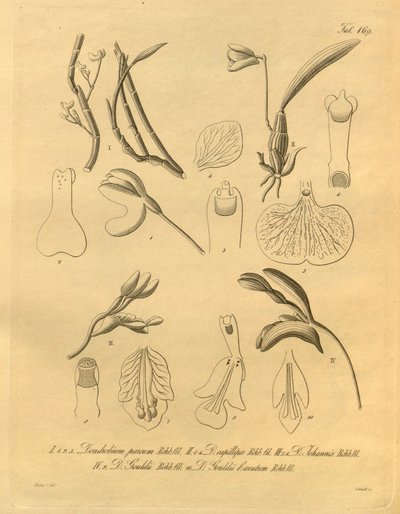 Den här filen kommer från Biodiversity Heritage Library och är tillgänglig online på biodiversitylibrary.org/page/698365 av Heinrich Gustav Reichenbach