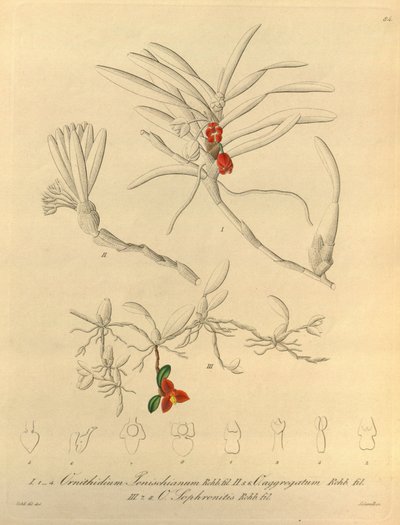Den här filen kommer från Biodiversity Heritage Library och är tillgänglig online på biodiversitylibrary.org/page/696484 av Heinrich Gustav Reichenbach