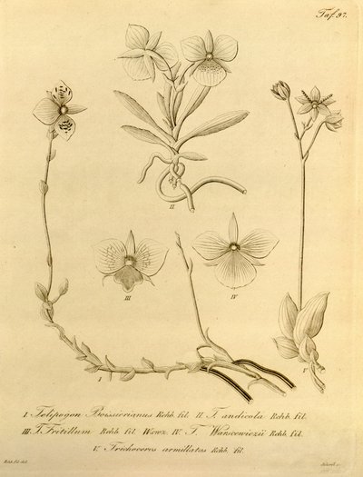 Den här filen kommer från Biodiversity Heritage Library och är tillgänglig online på biodiversitylibrary.org/page/696497 av Heinrich Gustav Reichenbach