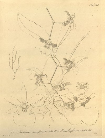 Den här filen kommer från Biodiversity Heritage Library och är tillgänglig online på biodiversitylibrary.org/page/696498 av Heinrich Gustav Reichenbach