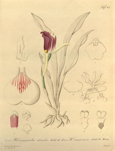 Den här filen kommer från Biodiversity Heritage Library och är tillgänglig online på biodiversitylibrary.org/page/696493 av Heinrich Gustav Reichenbach