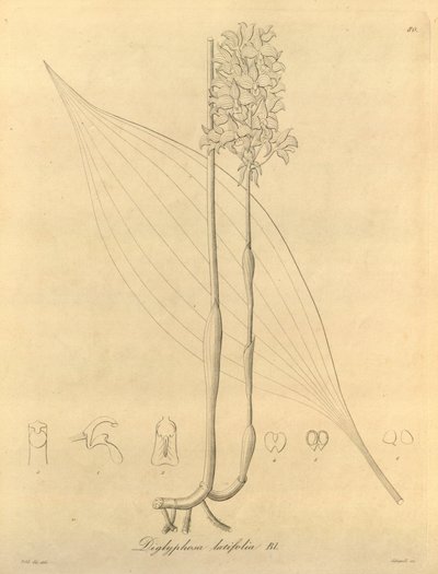 Den här filen kommer från Biodiversity Heritage Library och är tillgänglig online på biodiversitylibrary.org/page/696480 av Heinrich Gustav Reichenbach