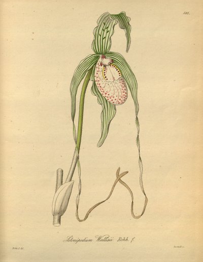 Den här filen kommer från Biodiversity Heritage Library och är tillgänglig online på biodiversitylibrary.org/page/698377 av Heinrich Gustav Reichenbach