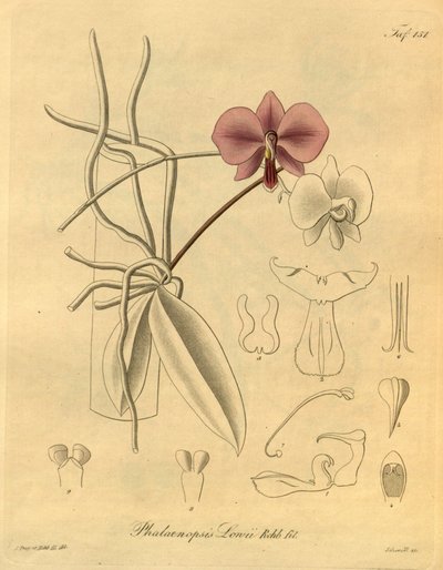 Den här filen kommer från Biodiversity Heritage Library och är tillgänglig online på biodiversitylibrary.org/page/698347 av Heinrich Gustav Reichenbach
