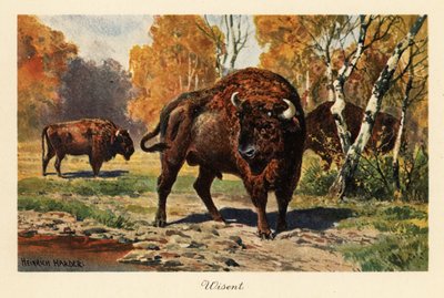 Europeisk bison eller zubr i en skogsglänta. av Heinrich Harder