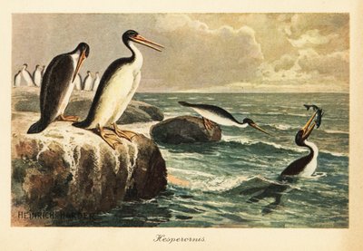 Hesperornis regalis, utdöd flyglös fågel, krita. av Heinrich Harder