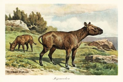 Hyracodon, utdött släkte av ponnyliknande däggdjur, Oligocene. ,1908 (Skriv ut) av Heinrich Harder