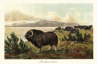 Myskoxe eller myskoxe, Ovibos moschatus., 1908 (Tryck) av Heinrich Harder