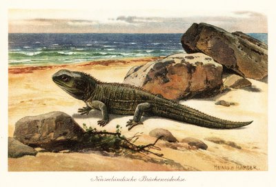 Sårbar tuatara, Sphenodon punctatus, på stranden. av Heinrich Harder