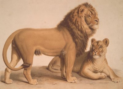 Lejonet / Felis Leo av Heinrich Leutemann