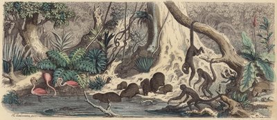 Flodstrand i Guyana (färgad gravyr) av Heinrich Leutemann