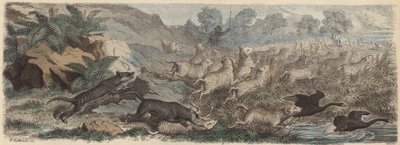 Tasmanska tigrar attackerar får i Tasmanien (färgad gravyr) av Heinrich Leutemann
