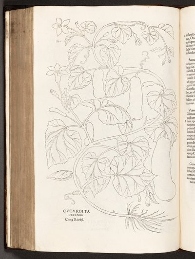 BT3.26.5 s.370 Zucchini, illustration från The history of racial commentaries av Leonhart Fuchs, 1542 av Heinrich and Meyer, Albert Fullmaurer