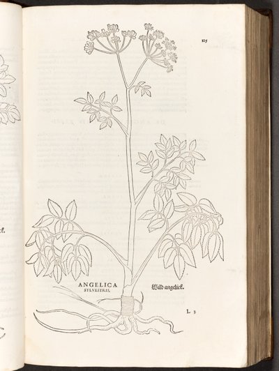 BT3.267.5 s.125 Wild Angelica, illustration från The history of racial commentaries av Leonhart Fuchs, 1542 av Heinrich and Meyer, Albert Fullmaurer