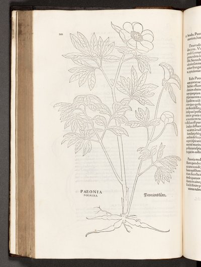 BT3.267.5 s.311 Paeony, illustration från The history of racial commentaries av Leonhart Fuchs, 1542 av Heinrich and Meyer, Albert Fullmaurer