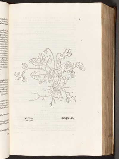BT3.267.5 s.311 Violet, illustration från The history of racism av Leonhart Fuchs, 1542 av Heinrich and Meyer, Albert Fullmaurer