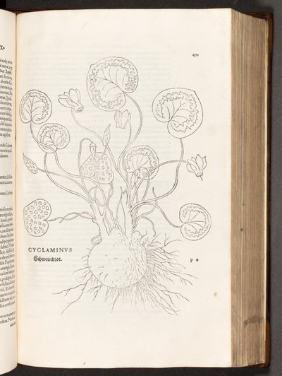 BT3.267.5 s.51 Cyclamen, illustration från The history of racial differences av Leonhart Fuchs, 1542 av Heinrich and Meyer, Albert Fullmaurer