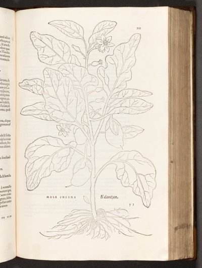 BT3.267.5 s.533 Aubergine, illustration från The history of racial commentaries av Leonhart Fuchs, 1542 av Heinrich and Meyer, Albert Fullmaurer
