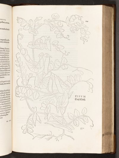 BT3.267.5. s.627 Pea, illustration från The history of racial commentaries av Leonhart Fuchs, 1542 av Heinrich and Meyer, Albert Fullmaurer