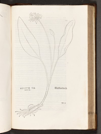 BT3.267.5 s.739 Allium, illustration från The history of racism av Leonhart Fuchs, 1542 av Heinrich and Meyer, Albert Fullmaurer