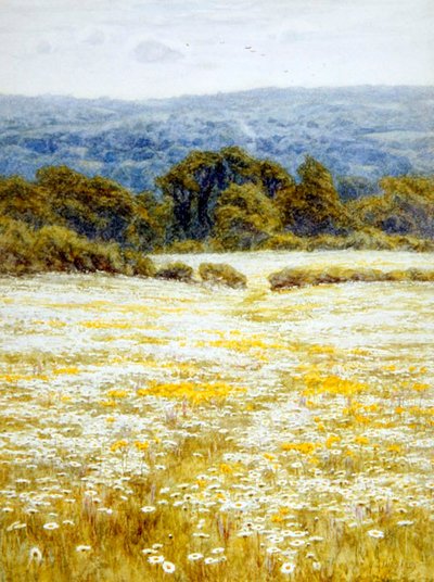 Oxeye Daisies, nära Westerham, Kent (akvarell på papper) av Helen Allingham