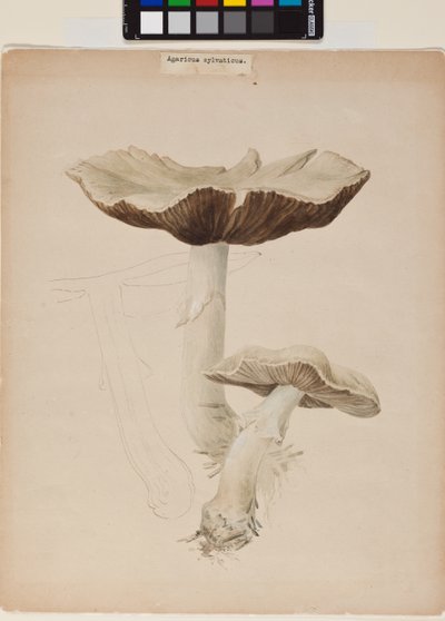 Agaricus Augustus av Helen Beatrix Potter