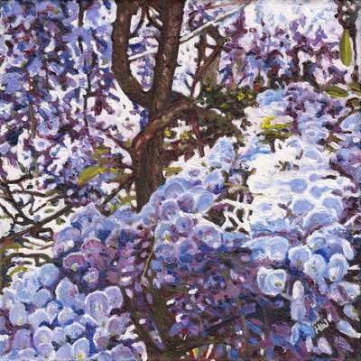 Blå blåregn, 2012 av Helen White