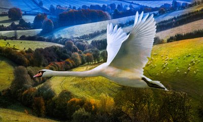 First Flight of Dawning Day, 2020 av Helen White