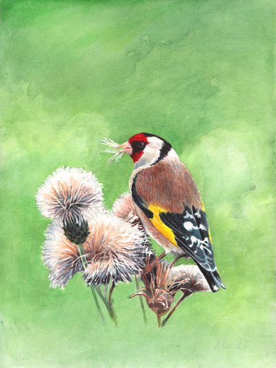 Goldfinch I, 2021 (akvarell) av Helen White
