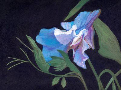 Sweet Pea, 2020 (akryl ombord) av Helen White