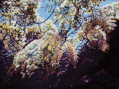 Vit blåregn, 2012, av Helen White