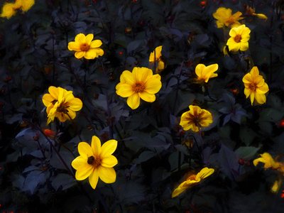 Yellow Velvet, 2019 av Helen White