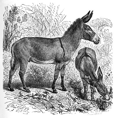 African Wild Ass, c1900 av Helena J. Maguire