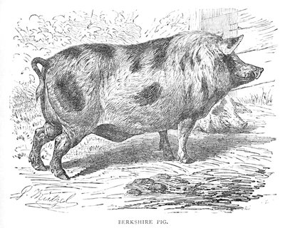Berkshire Pig, c1900 av Helena J. Maguire