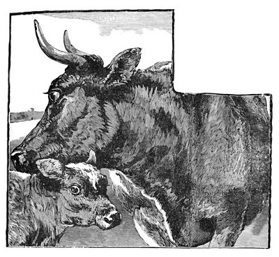 Ko och kalv, c1900 av Helena J. Maguire