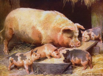 Sugga och smågrisar (färg litho) av Helena J. Maguire
