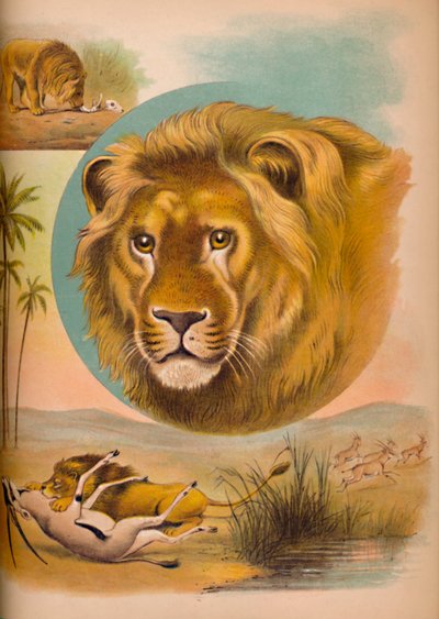 Lejonet, c1900 av Helena J. Maguire