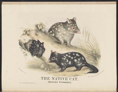 Däggdjur i Australien (Krefft) Nla.obj-33627803-14 The Native Cat av Helena Scott