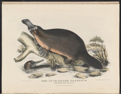 Däggdjur i Australien (Krefft) Nla.obj-33627803-16 Anknäbben Platypus av Helena Scott