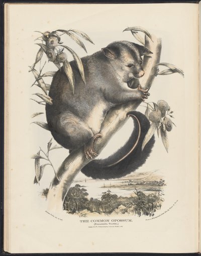 Däggdjur i Australien (Krefft) Nla.obj-33627803-9 The Common Opossum. av Helena Scott
