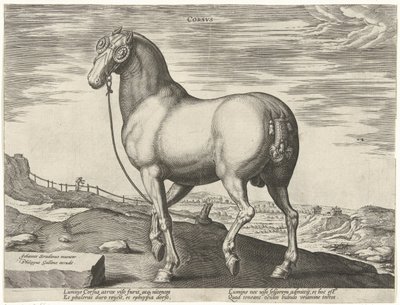 Häst från Korsika Corsvs (titel på objekt) Hästaraser från Royal Stables of Don Juan of Austria (serietitel) Equile Ioannis Austriaci Caroli (serietitel) av Hendrick Goltzius (possibly)