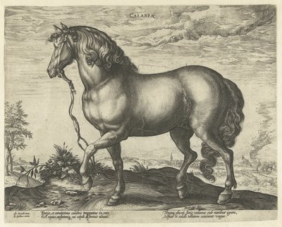 Häst från Kalabrien Calaber (titel på objekt) Hästaraser från Royal Stables of Don Juan of Austria (serietitel) av Hendrick Goltzius